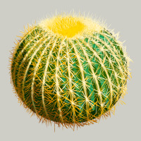 Golden Barrel Cactus Heavyweight Hoodie | Teevron