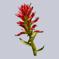 Indian Paintbrush Heavyweight Hoodie | Teevron