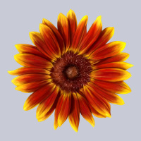 Little Becka Sunflower Heavyweight Hoodie | Teevron