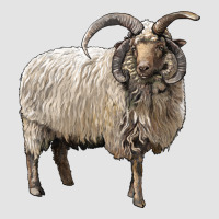 Navajo Churro Sheep Premium Sweatshirt | Teevron