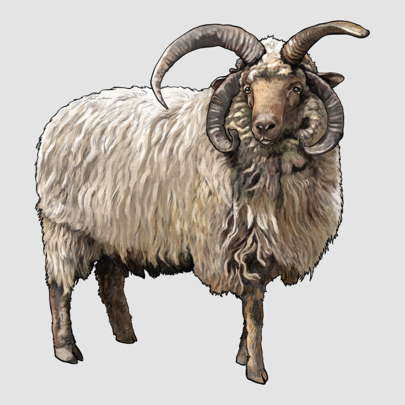 Navajo Churro Sheep Premium Sweatshirt by LillyAllenDesigns | Teevron