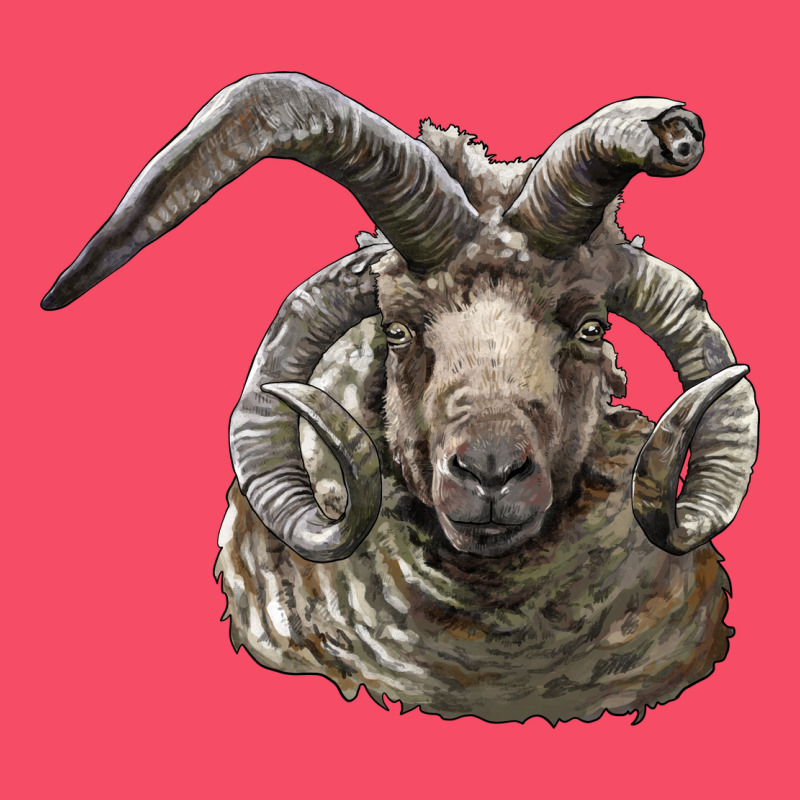 Navajo Churro Sheep Head Premium Sweatshirt by LillyAllenDesigns | Teevron