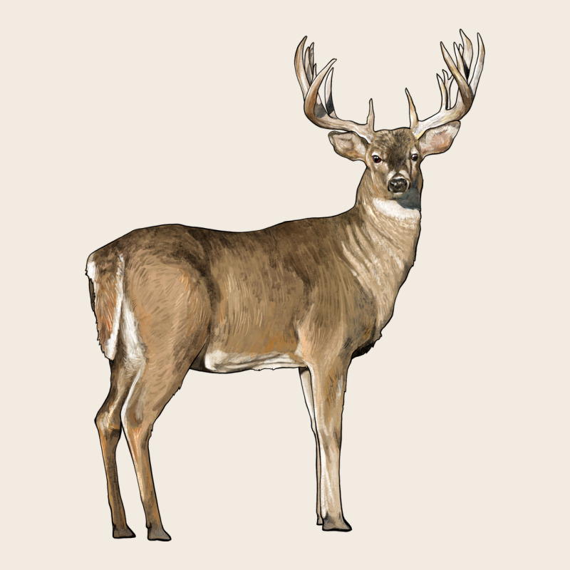 White Tailed Buck Deer Premium Sweatshirt by LillyAllenDesigns | Teevron