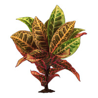 Croton | Teevron