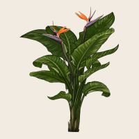 The Bird Of Paradise Premium Sweatshirt | Teevron