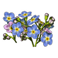 Forget Me Not Flower Illustrations | Teevron