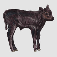 Black Angus Calf Illustrations Premium Sweatshirt | Teevron