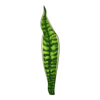 Snake Plant | Teevron