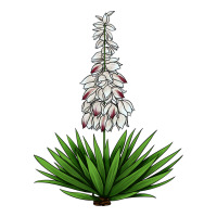 Yucca Flower IIIustrations | Teevron