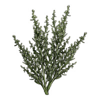 Botanical Sagebrush Illustrations | Teevron
