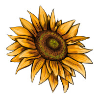 sunflower | Teevron