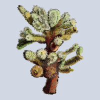 Cholla Tree Cactus Premium Sweatshirt | Teevron
