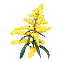 Botanical Goldenrod | Teevron