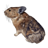 pika | Teevron