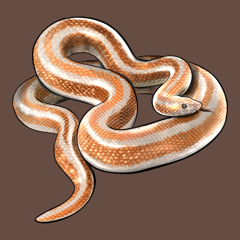 Rosy Boa Snake Illustrations Long Sleeve Tee by LillyAllenDesigns | Teevron