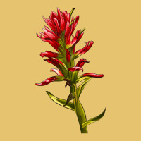 Indian Paintbrush Premium Sweatshirt | Teevron