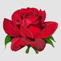 Oklahoma Rose Illustrations Premium Sweatshirt | Teevron