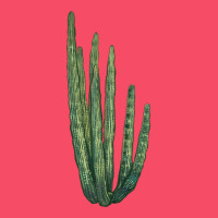 Organ Pipe Cactus Premium Sweatshirt | Teevron