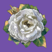 Pillow Fight Rose Premium Sweatshirt | Teevron