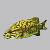 Smallmouth Bass Fish Illustrations Long Sleeve Tee | Teevron