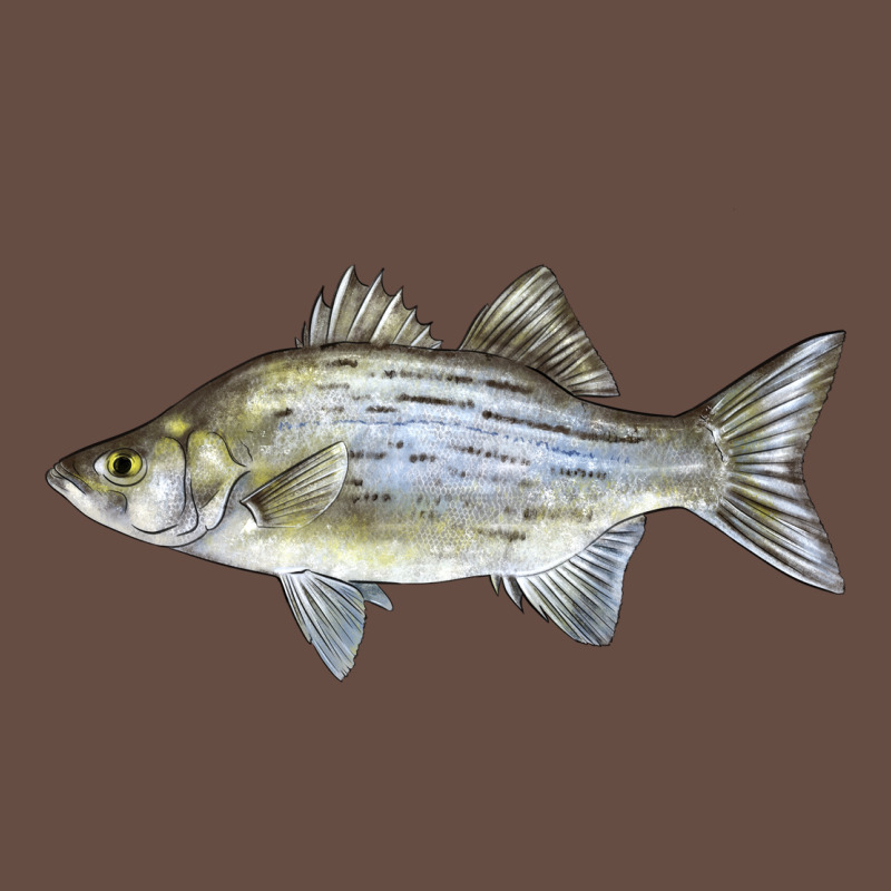 White Bass Fish Illustrations Long Sleeve Tee by LillyAllenDesigns | Teevron