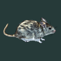Packrat Aka, Woodrat Premium Sweatshirt | Teevron