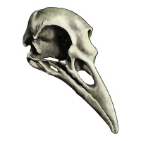 Raven Skull | Teevron