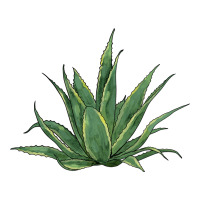cactus | Teevron