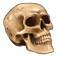 skull | Teevron