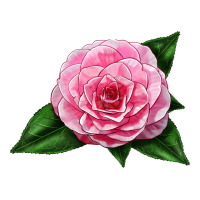 Camellia Flower | Teevron