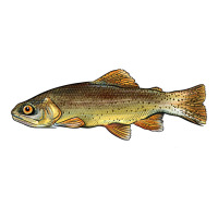arizona apache trout fish | Teevron