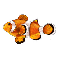 Clown Fish Side Premium Tee | Teevron