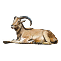 Spanish Goat | Teevron