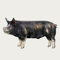 Berkshire Pig Zipper Hoodie | Teevron