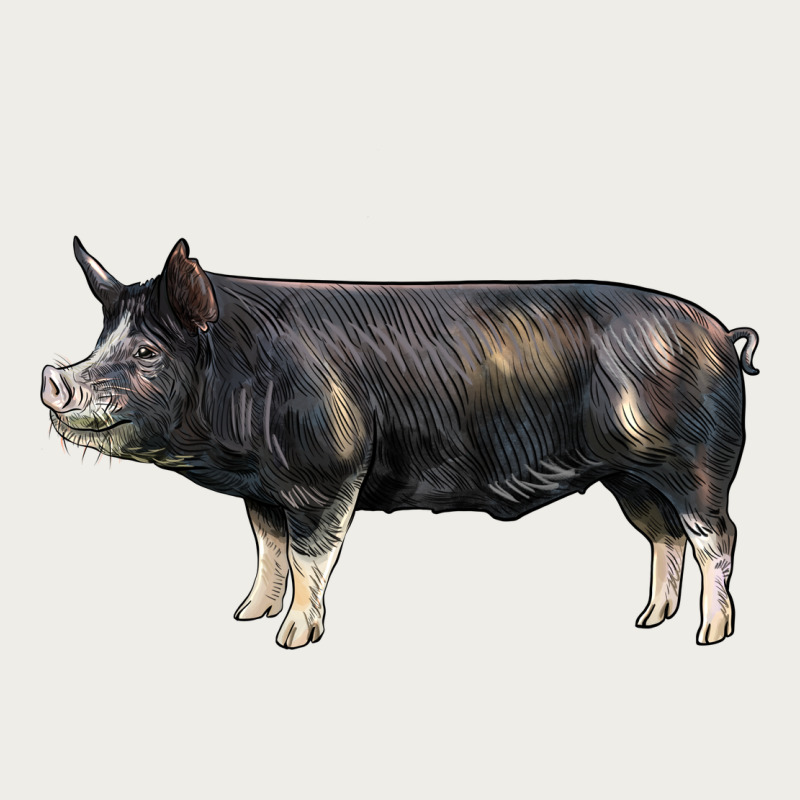 Berkshire Pig Zipper Hoodie by LillyAllenDesigns | Teevron