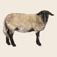 Suffolk Sheep Zipper Hoodie | Teevron