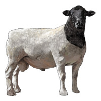 dorper sheep | Teevron