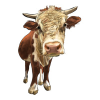 Hereford Heifer | Teevron
