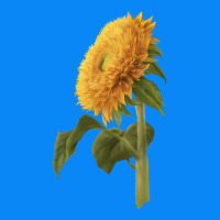 Teddy Bear Sunflower Zipper Hoodie | Teevron