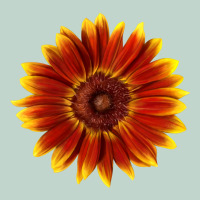Little Becka Sunflower Zipper Hoodie | Teevron