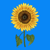 Giganteus Sunflower Zipper Hoodie | Teevron