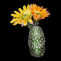 Texas Rainbow Cactus Zipper Hoodie | Teevron