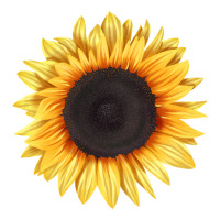 treetops sunflower | Teevron