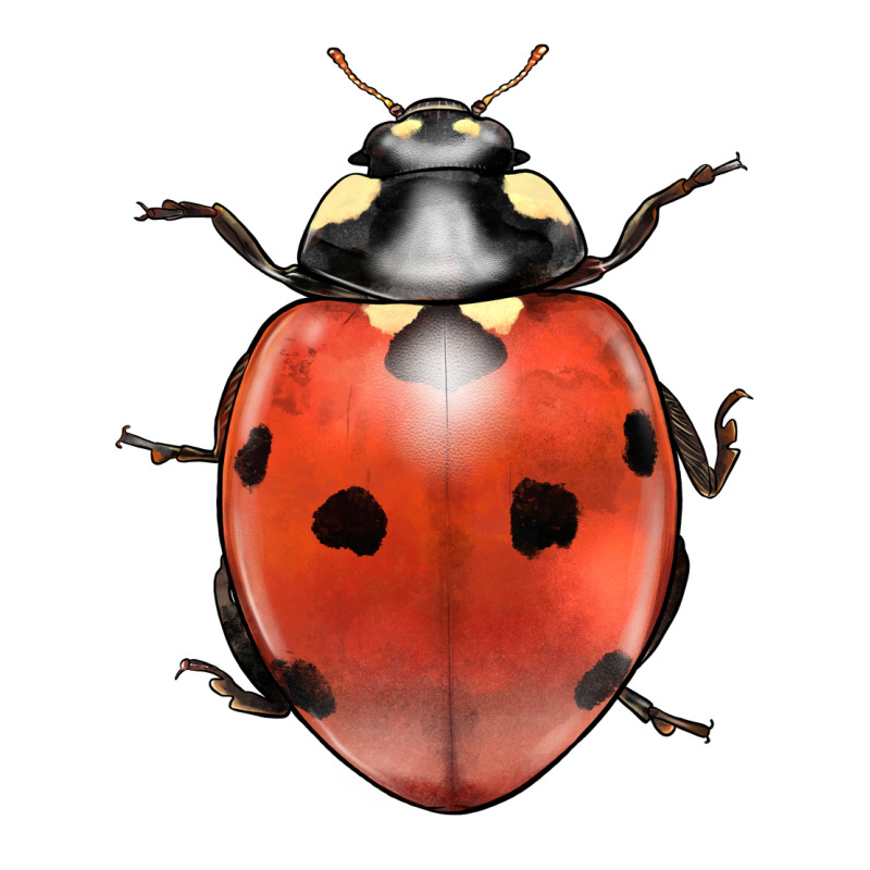 Lady Bug Zipper Hoodie by LillyAllenDesigns | Teevron
