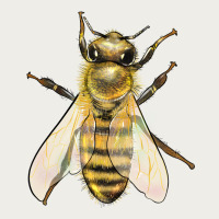 Bee Zipper Hoodie | Teevron