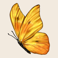 Flying Cloudless Sulphur Butterfly Zipper Hoodie | Teevron