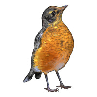 American Robin Bird | Teevron
