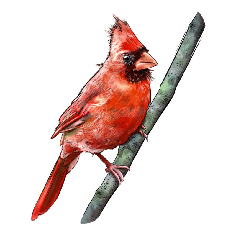 Northern Cardinal Bird Zipper Hoodie by LillyAllenDesigns | Teevron