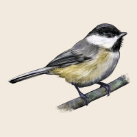 Black Capped Chickadee Zipper Hoodie | Teevron