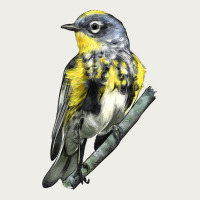 Yellow Rumped Warbler Zipper Hoodie | Teevron